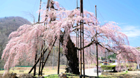 西光寺の枝垂れ桜