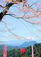 嶽見桜