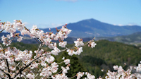 恵那山の桜