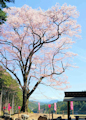 嶽見桜