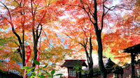 下呂温泉寺の紅葉